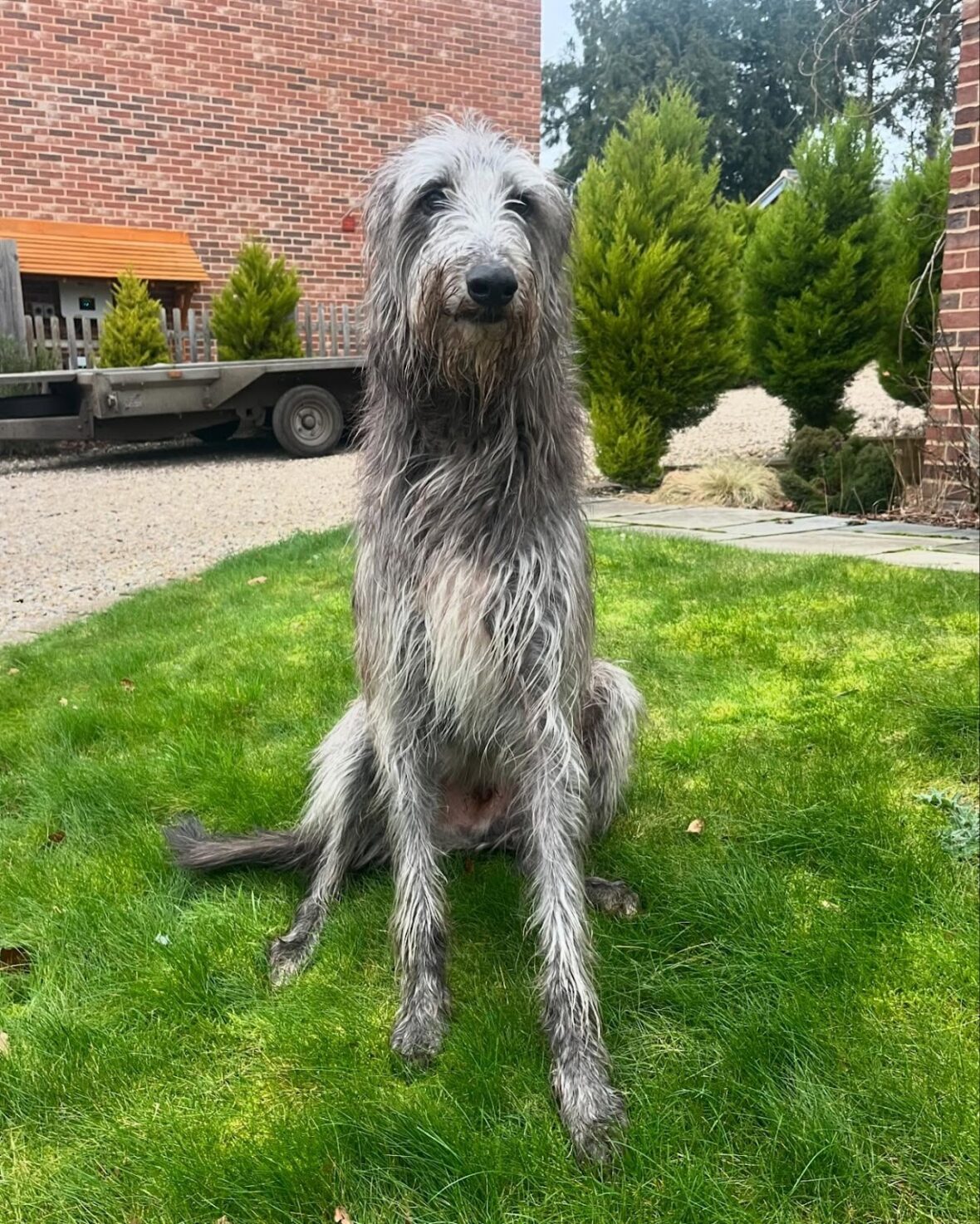Scottish Deerhound