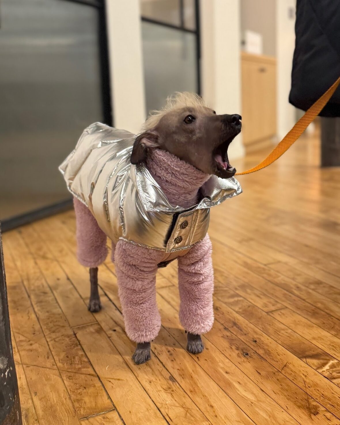Xoloitzcuintli