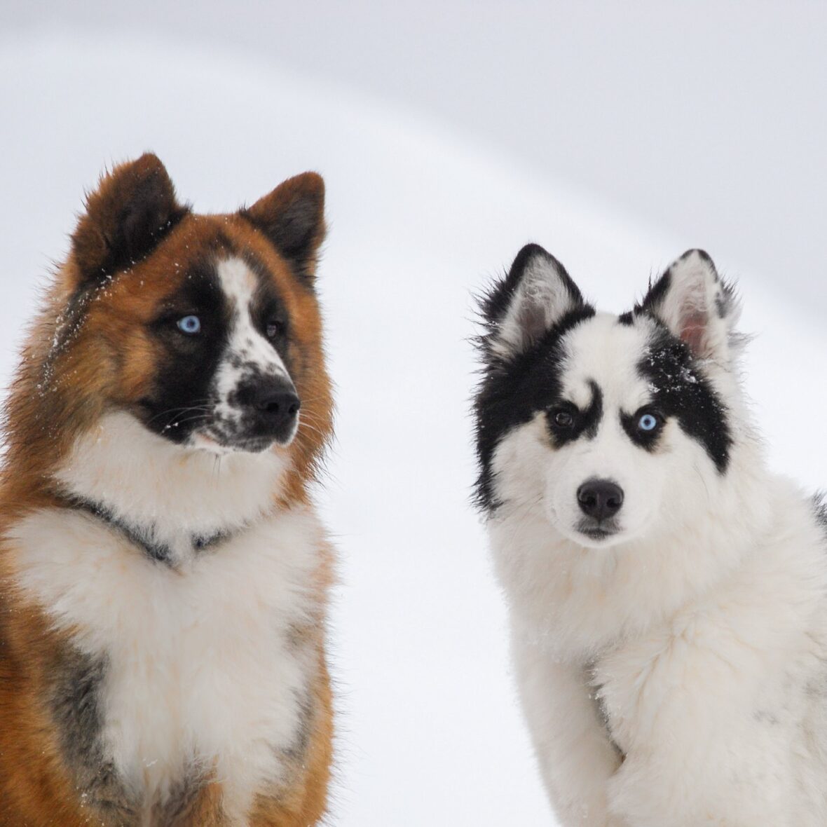 Yakutian Laika