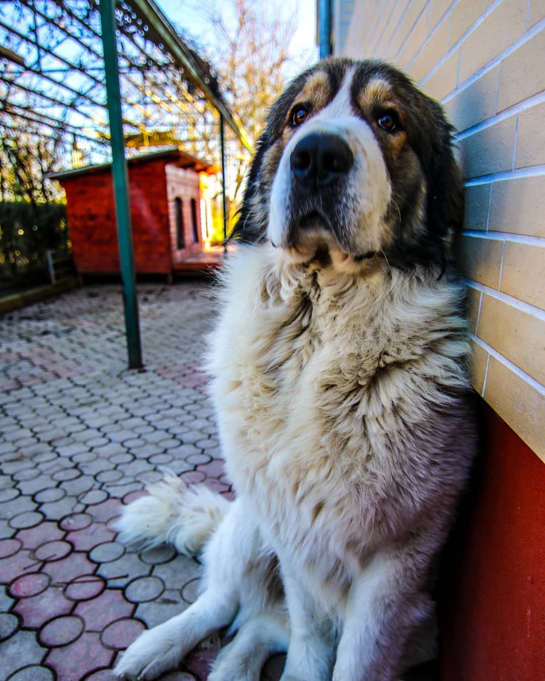 Tornjak