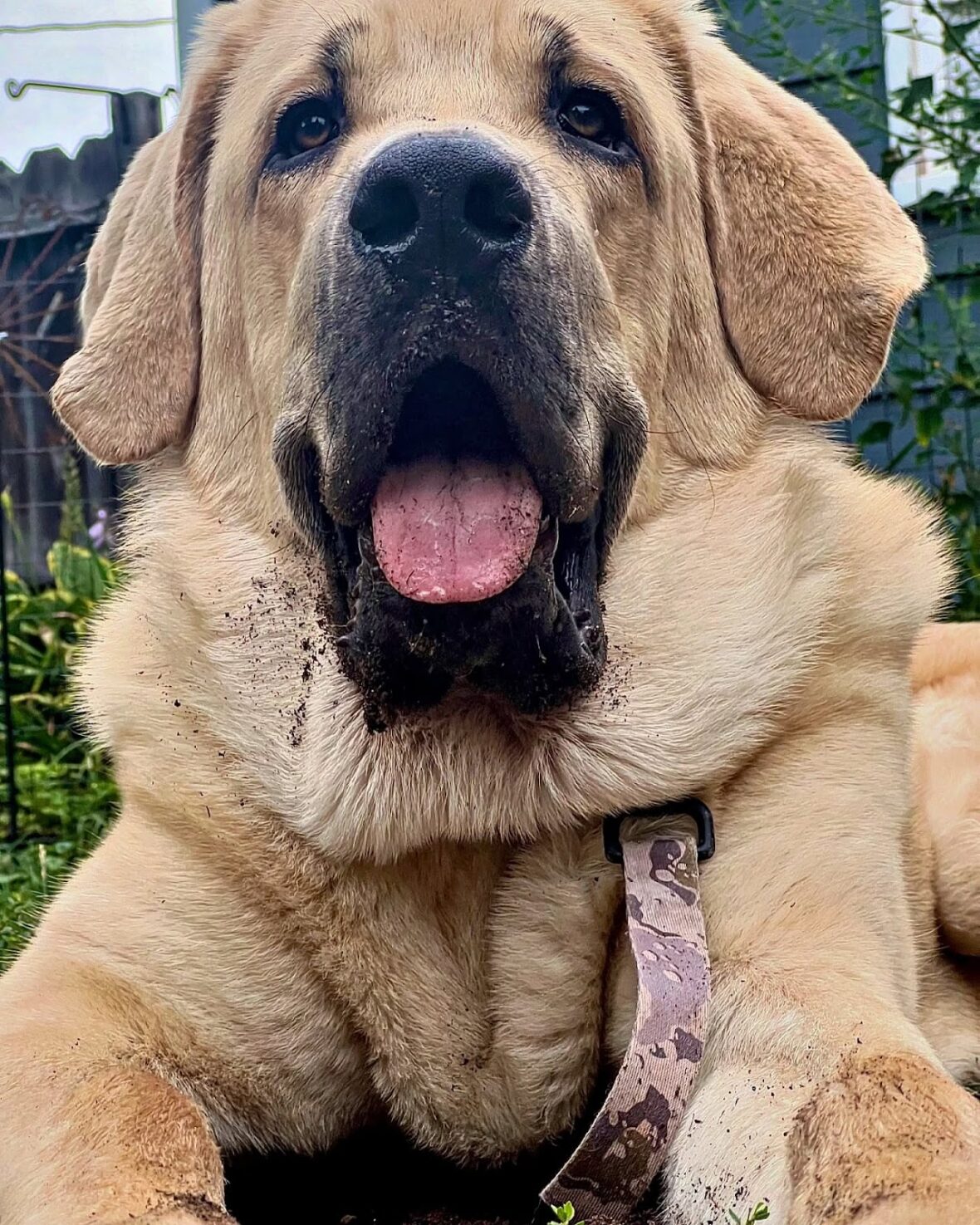 Spanish Mastiff