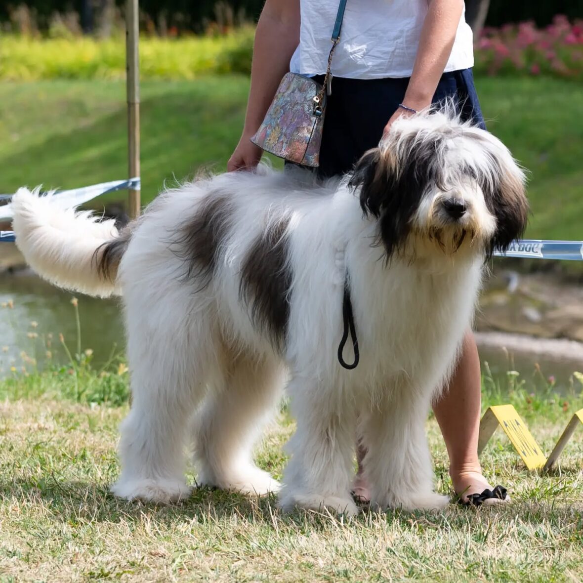 Romanian Mioritic Shepherd Dog