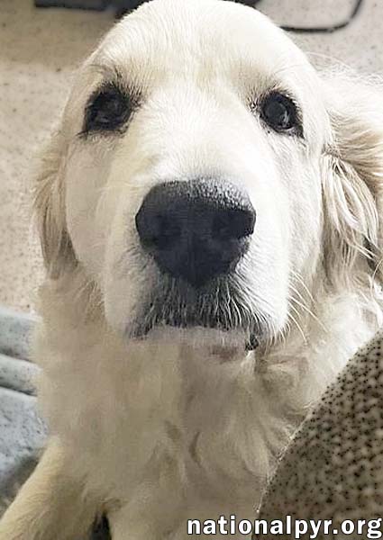 Ruth in OH - Always Asking For More Pets!