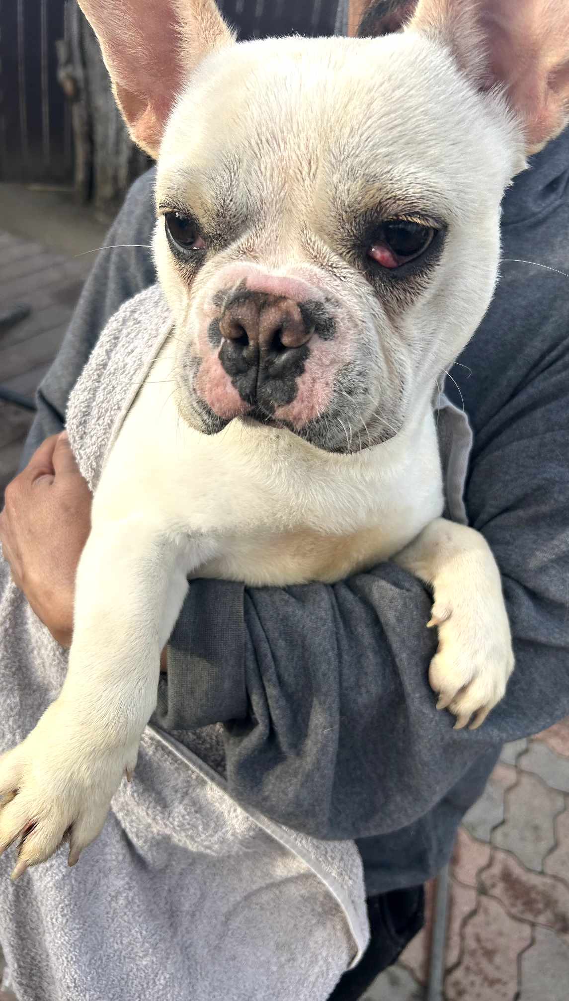 Biscuit