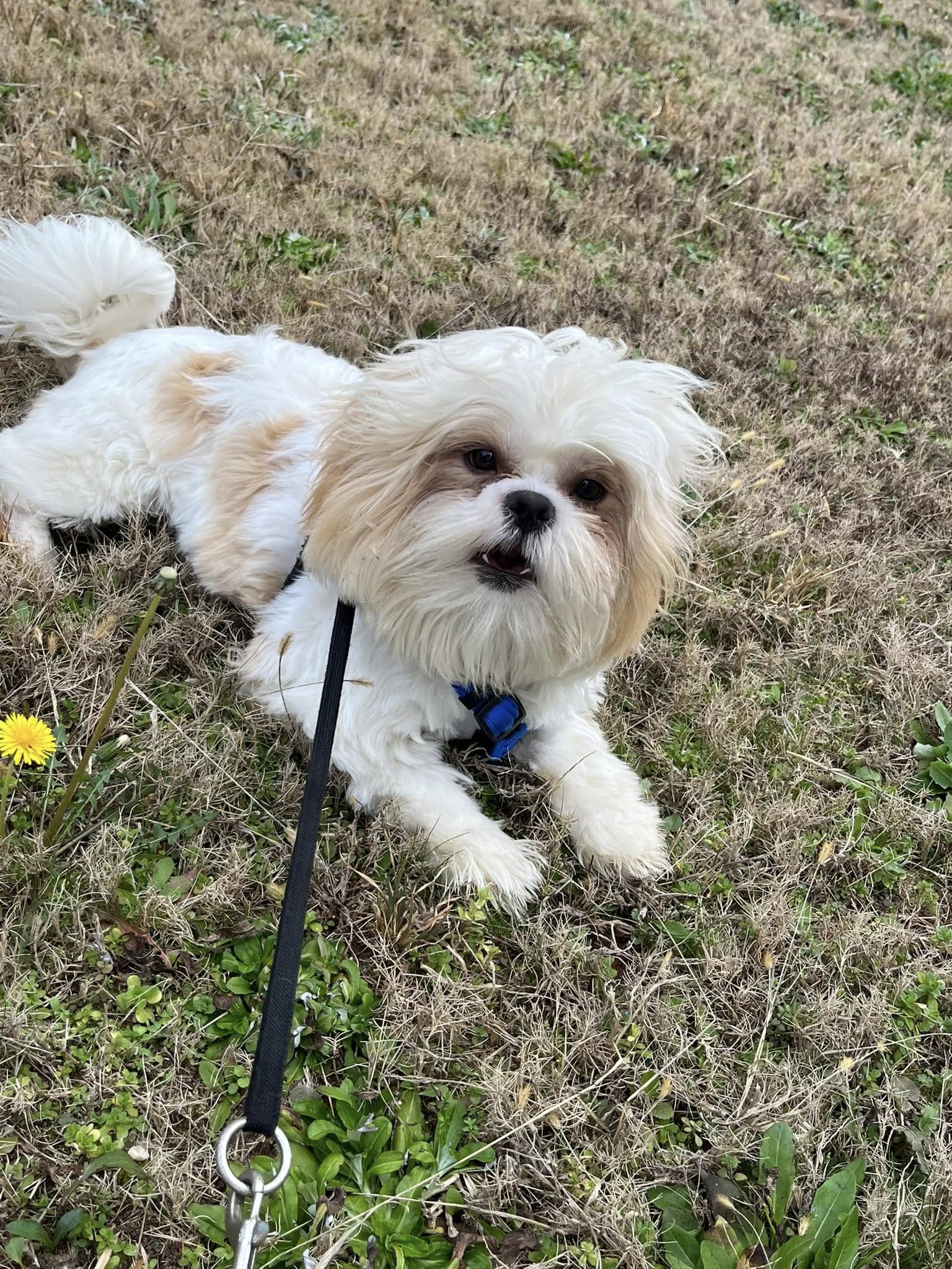 Gizmo