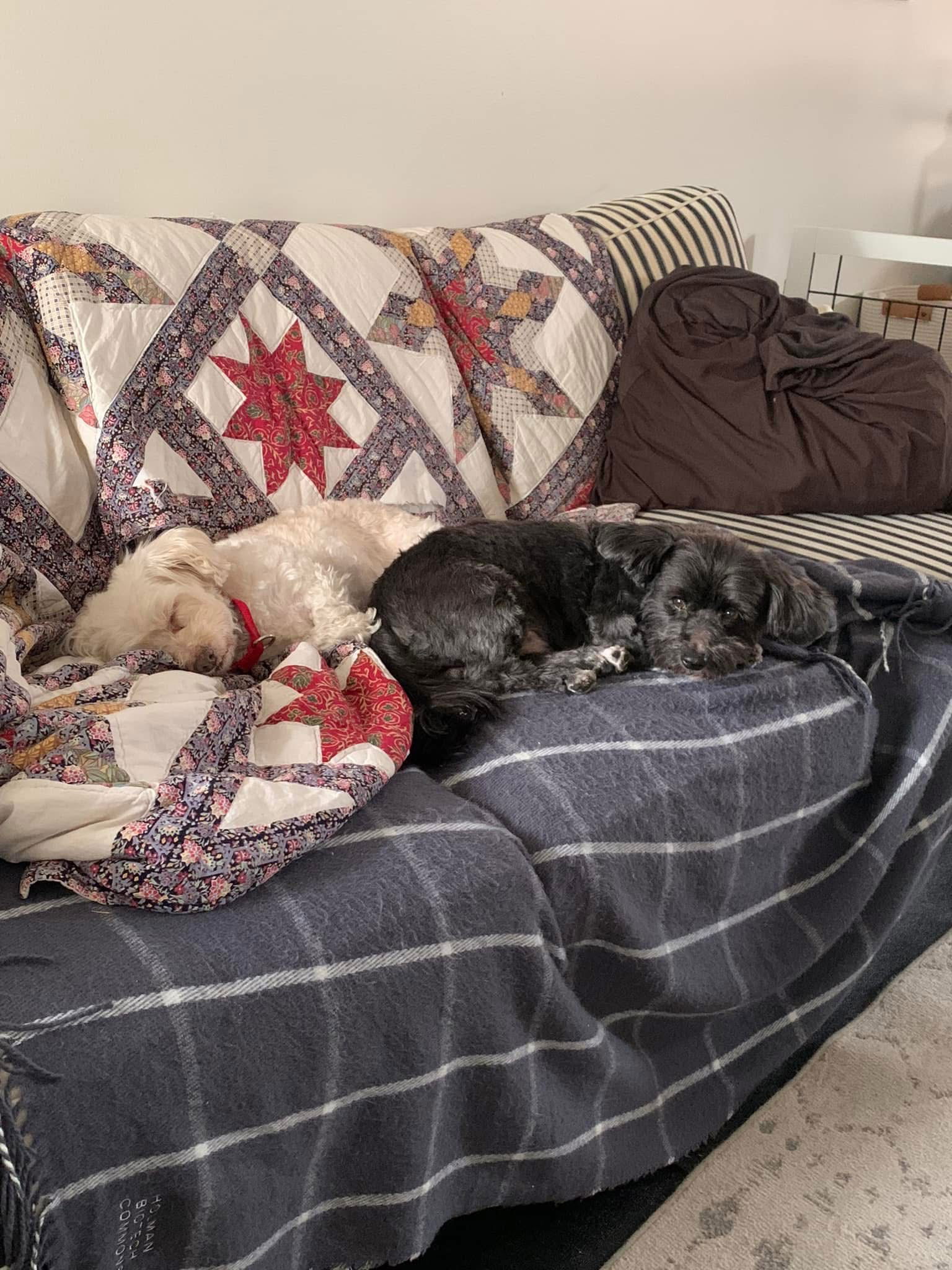 Girlie & Ziggy *Bonded Pair*