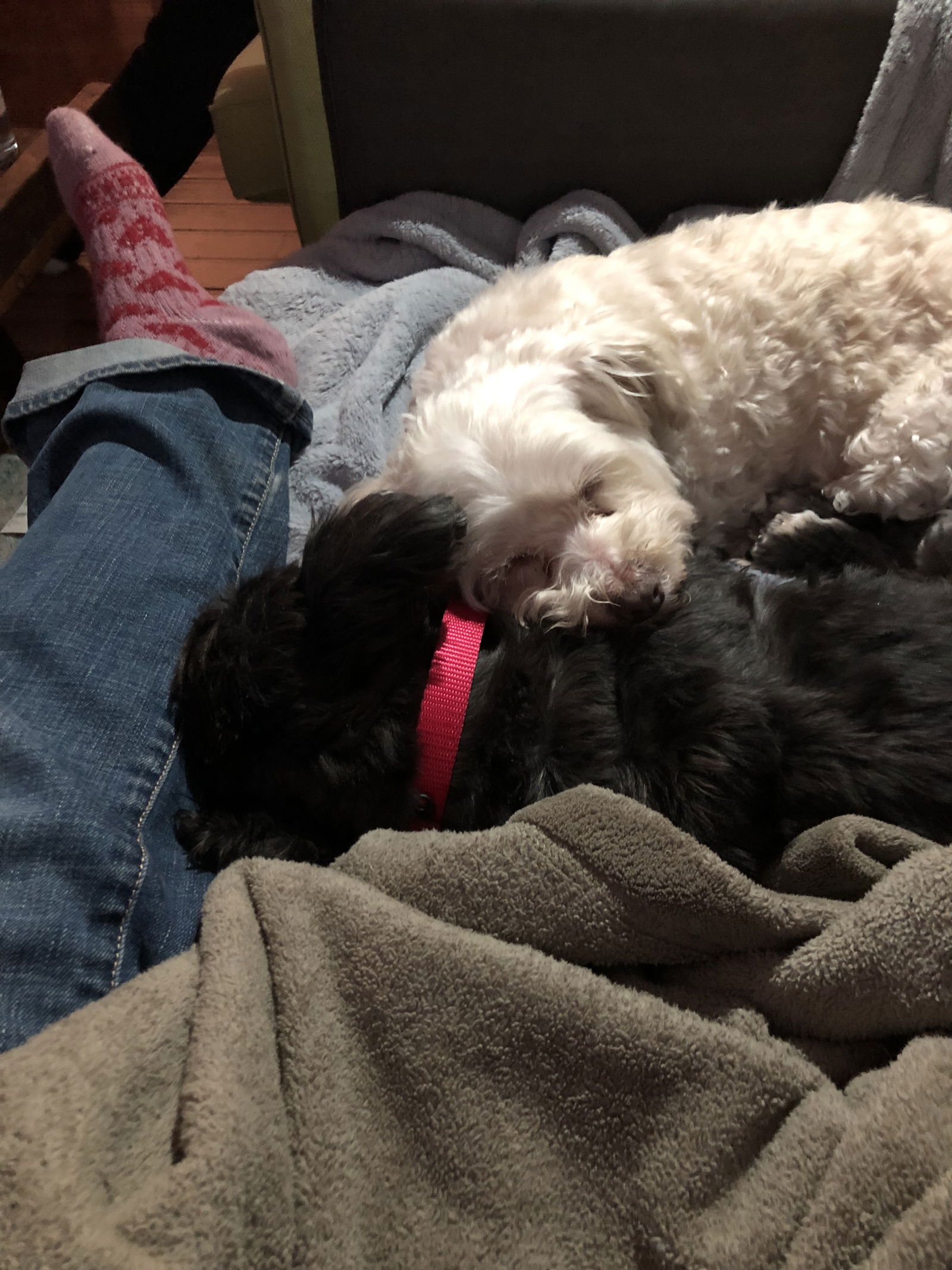 Girlie & Ziggy *Bonded Pair*