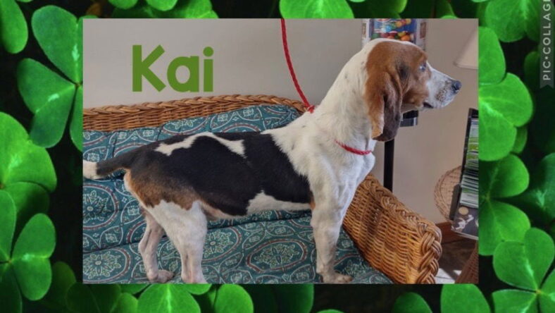 Kai II