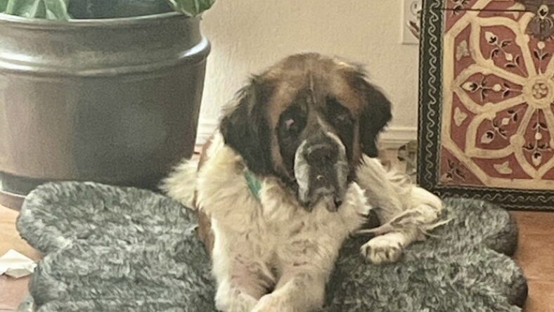 Juno