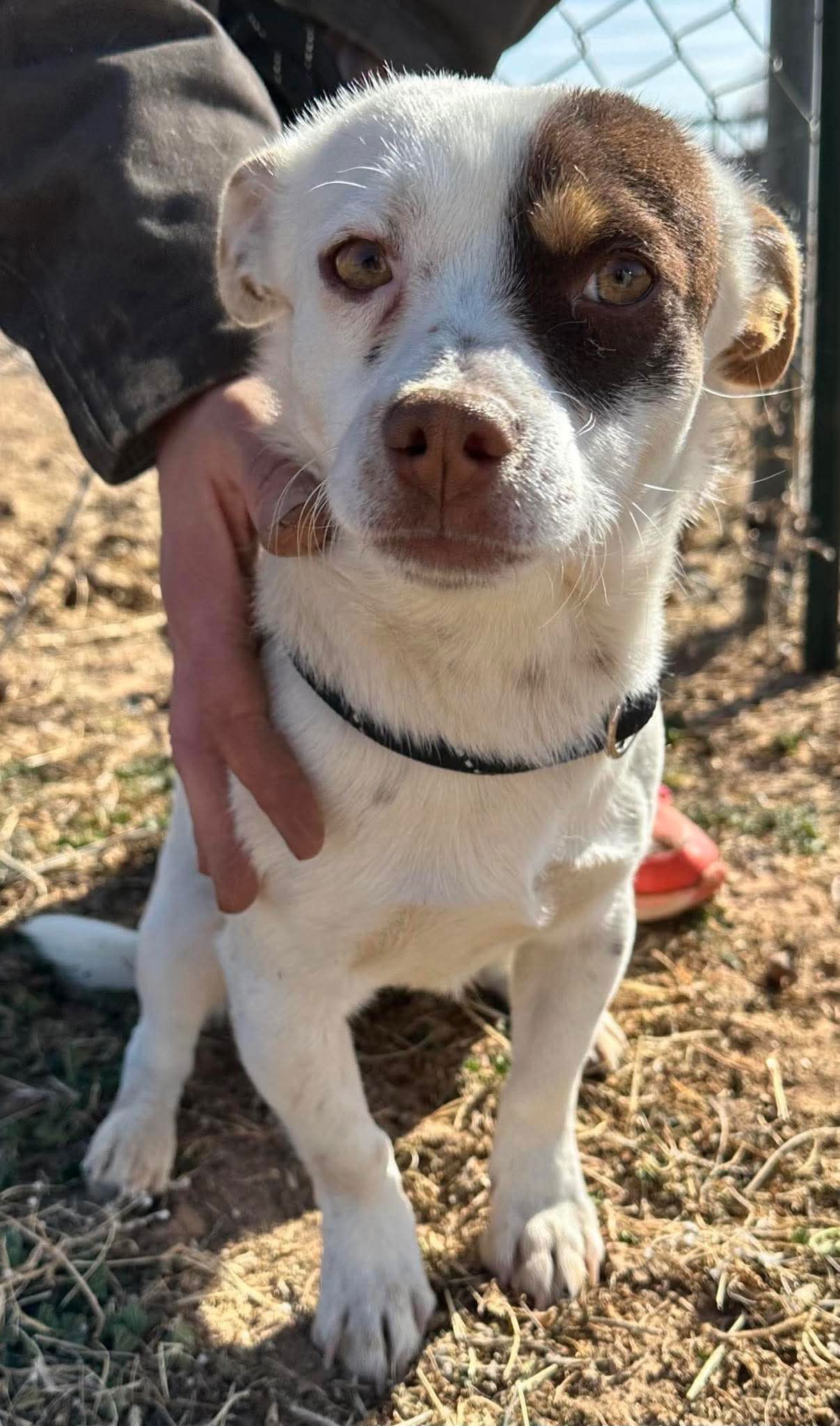 SPONSOR OR FOSTER ME - Colby