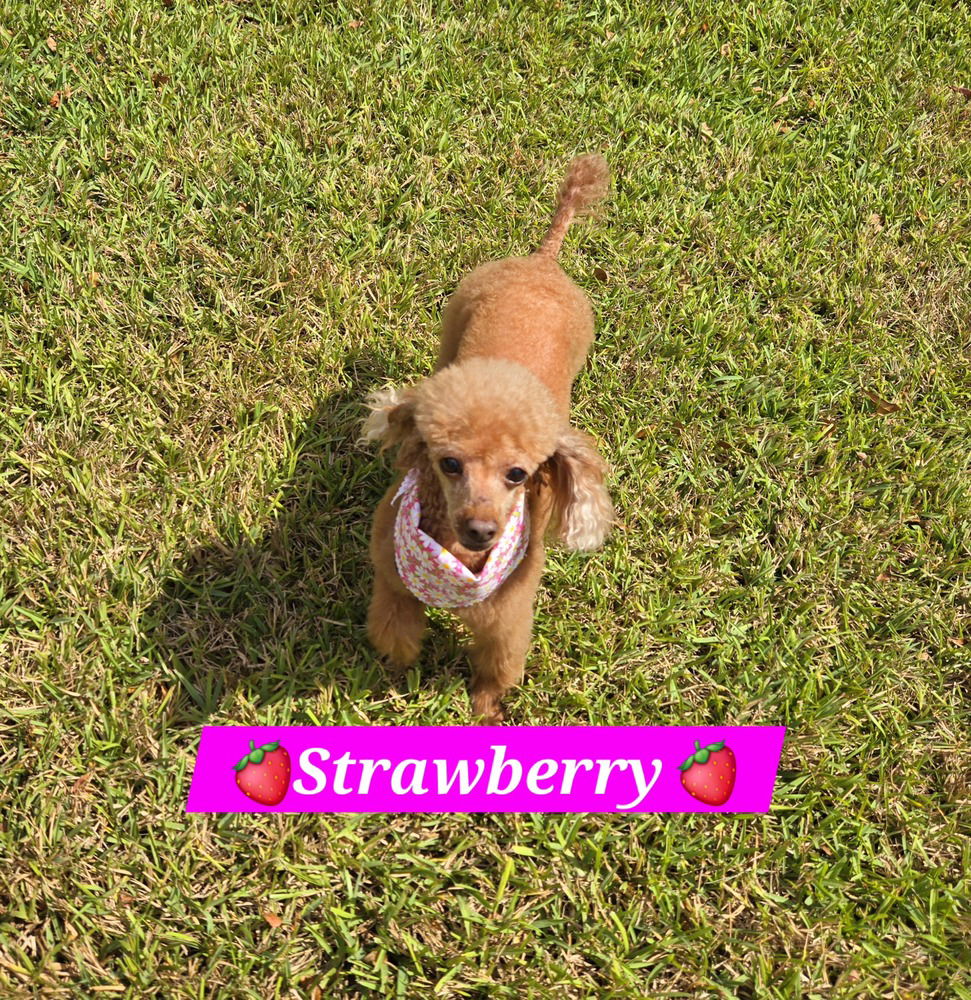 Strawberry