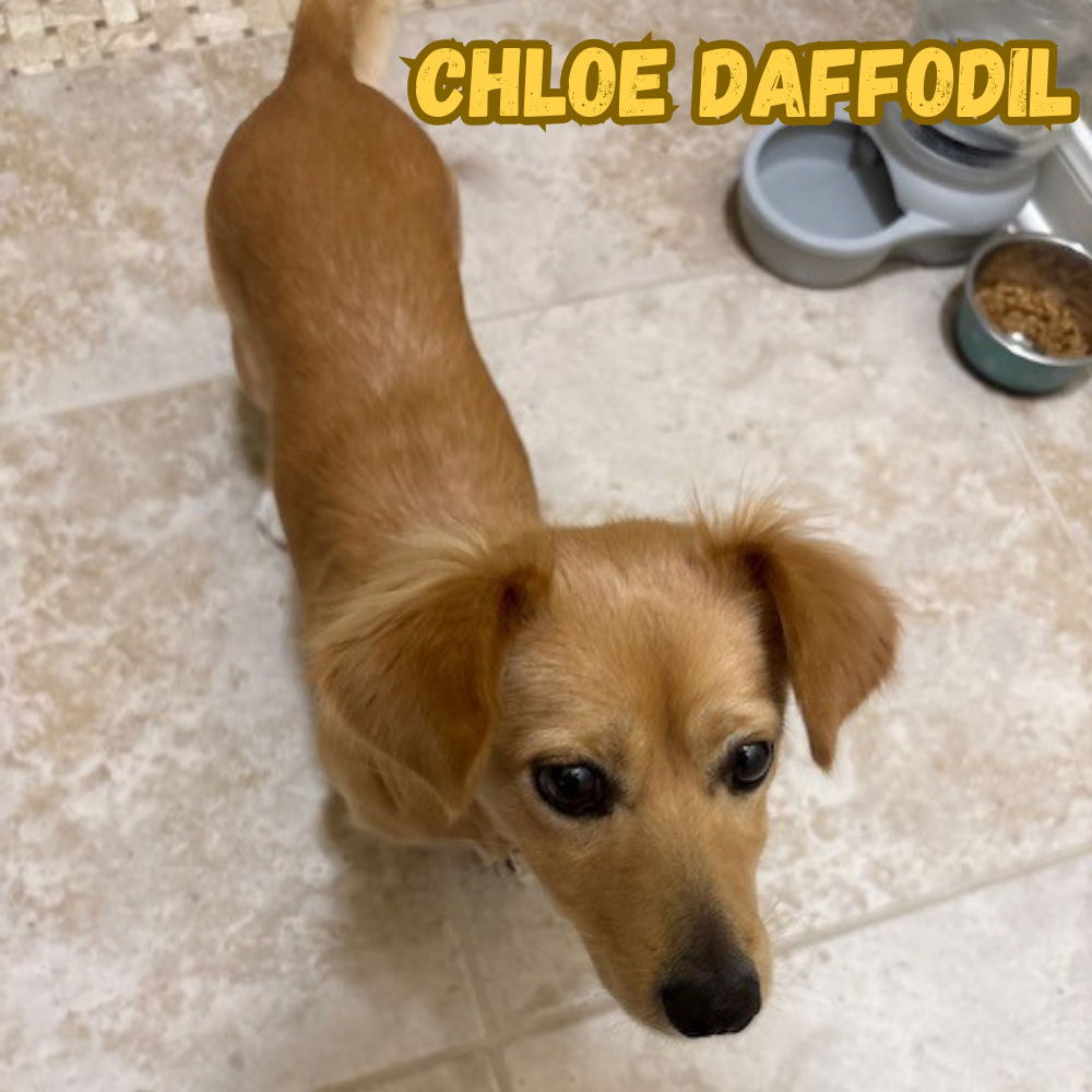 Chloe Daffodil
