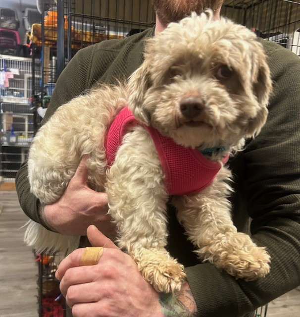 Milo Pup
