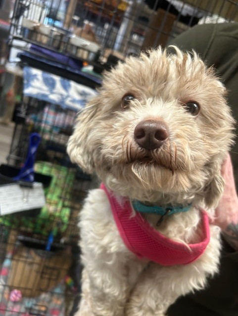 Milo Pup