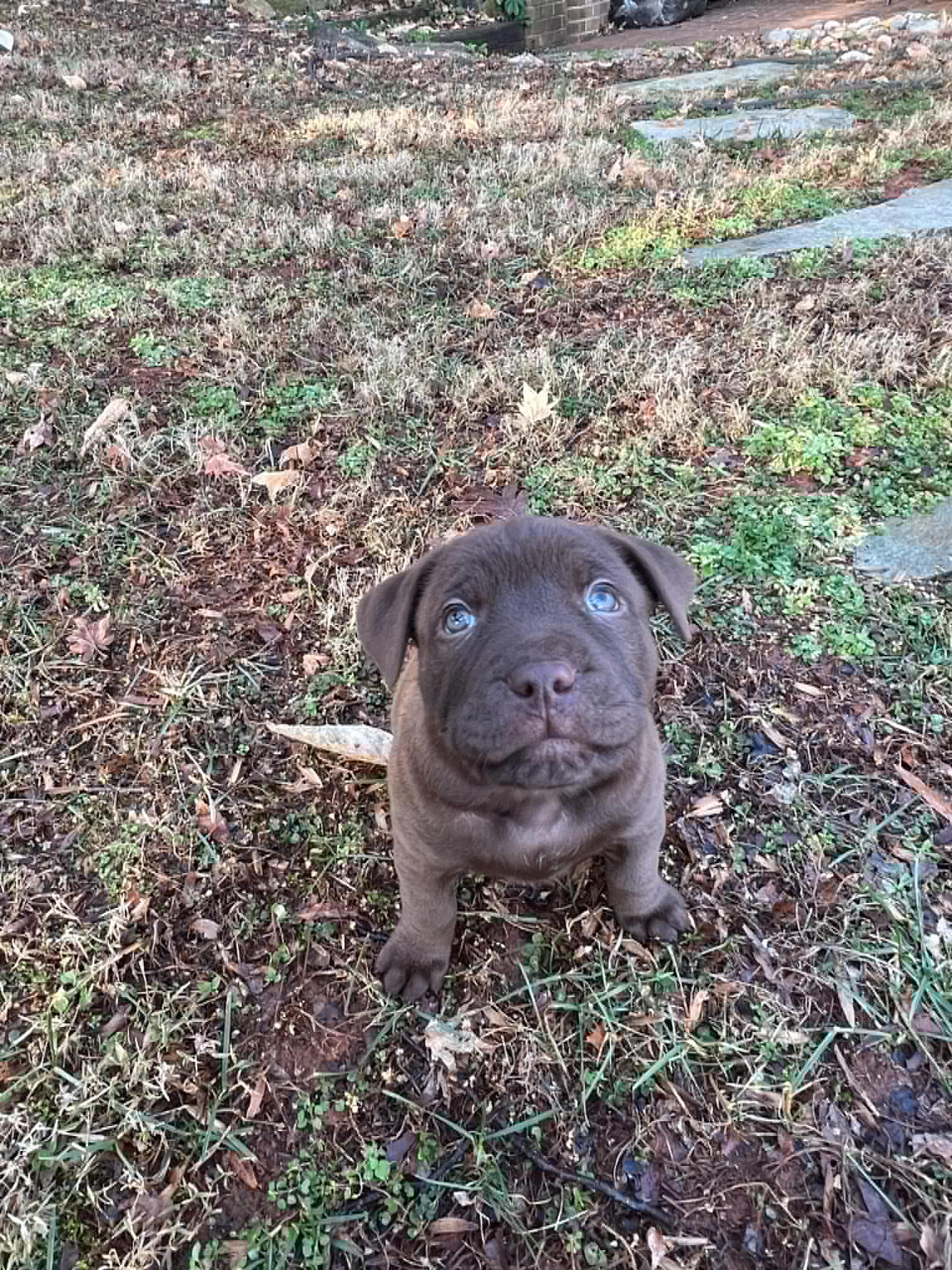 Angelica - Shelby Litter