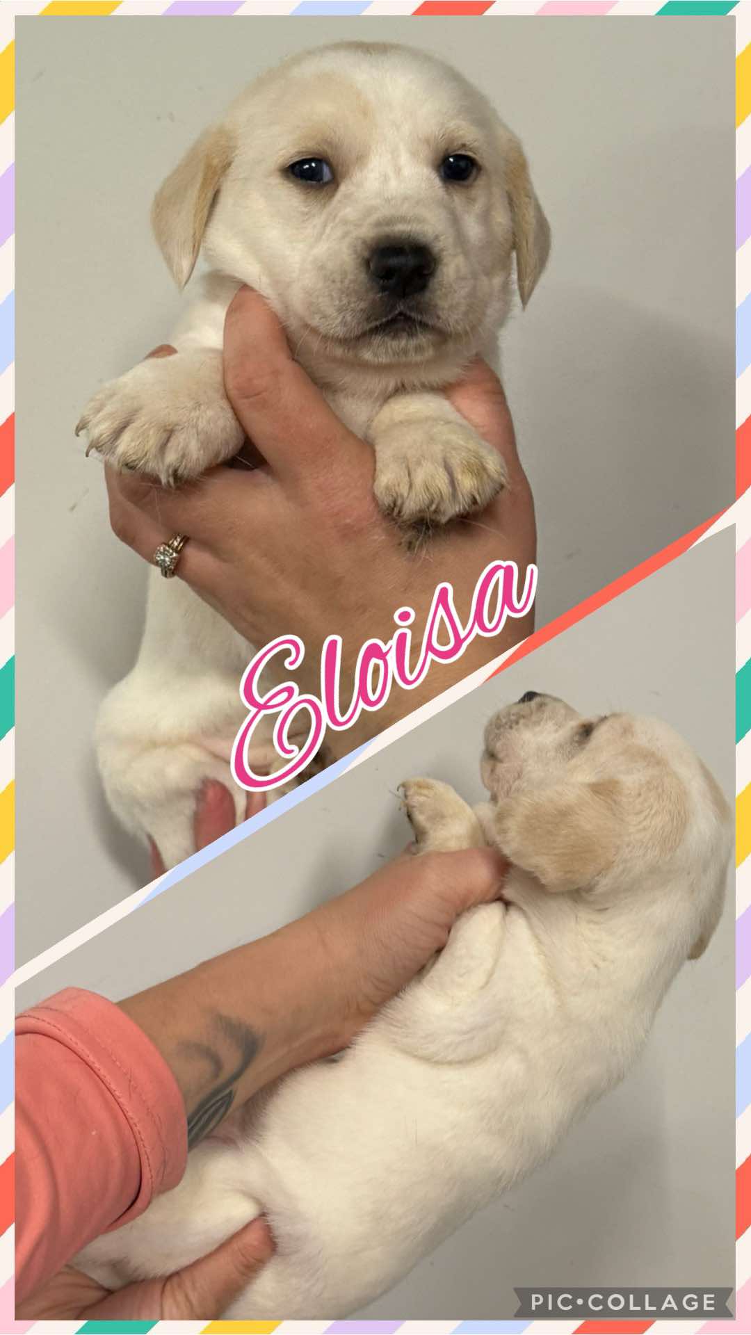 ELOISA