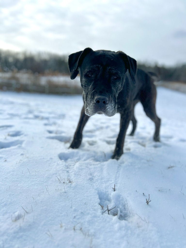 Freya