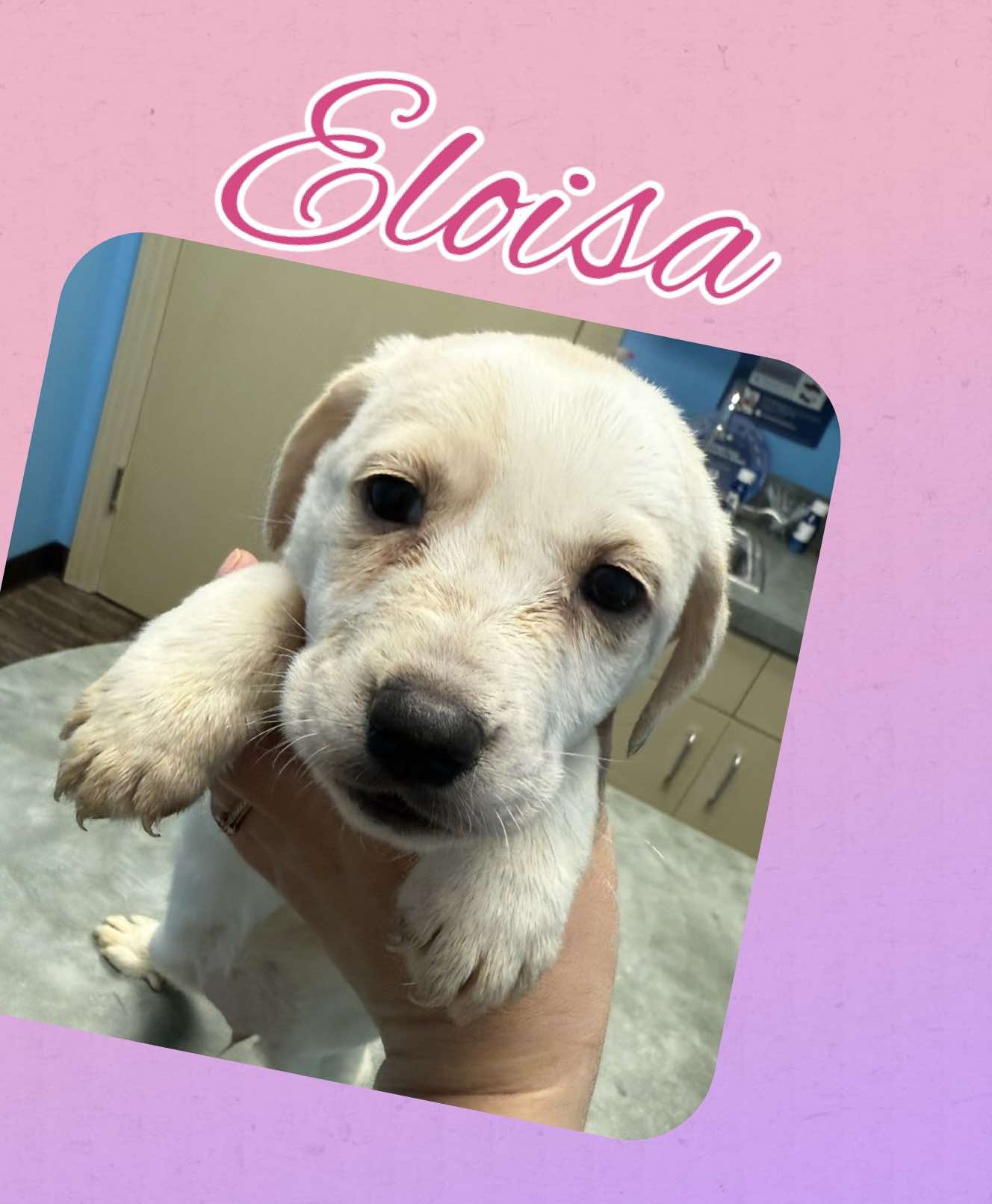 ELOISA