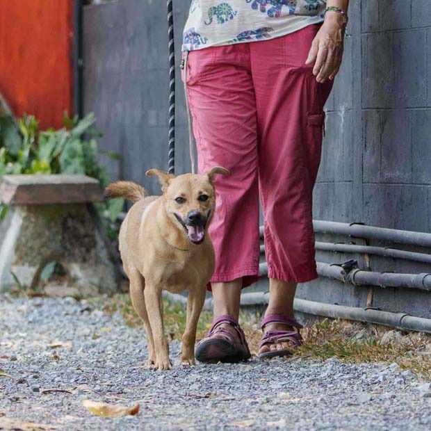 Motor (Soi Dog)