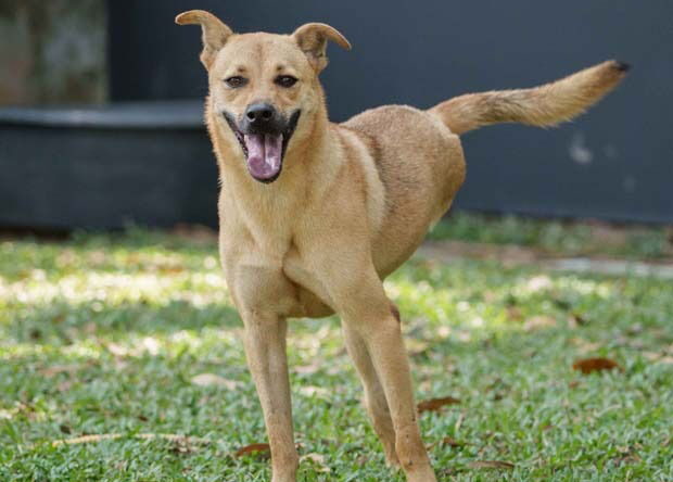 Motor (Soi Dog)