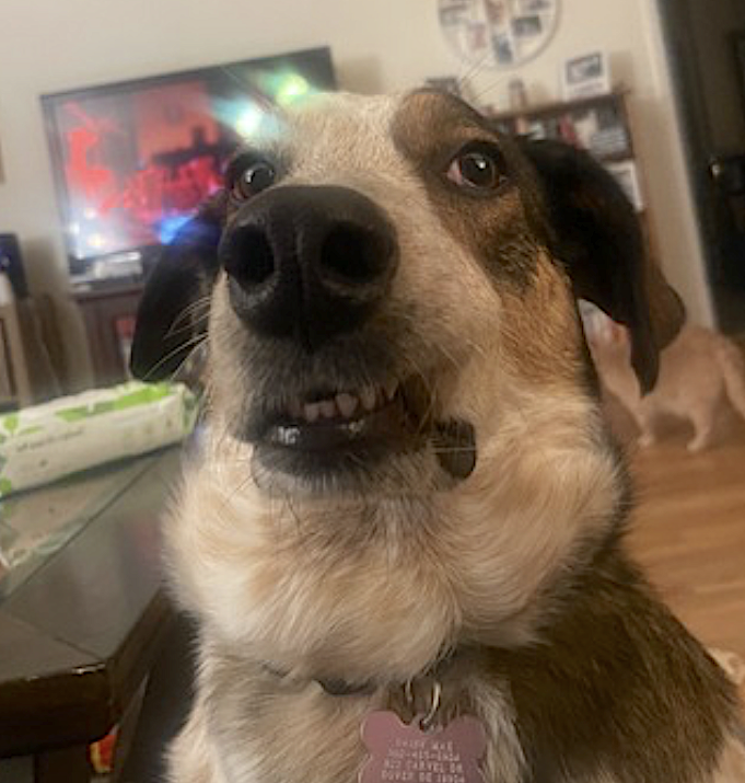 Daisy Mae