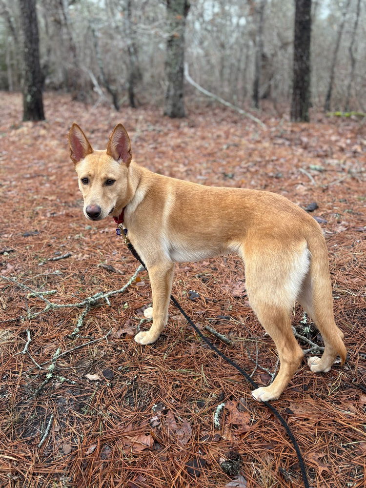 Dixie