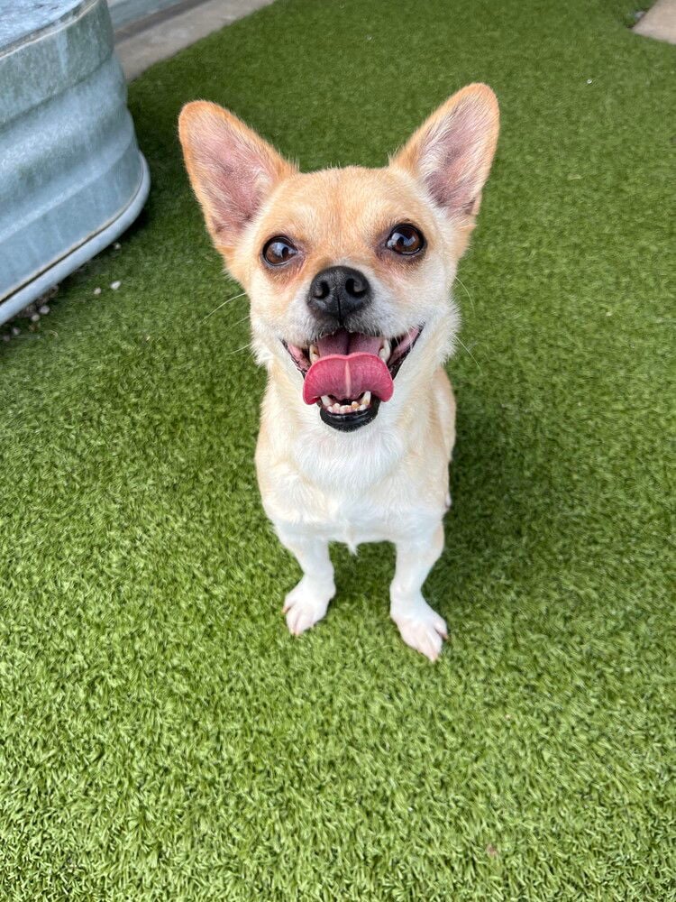 Tika