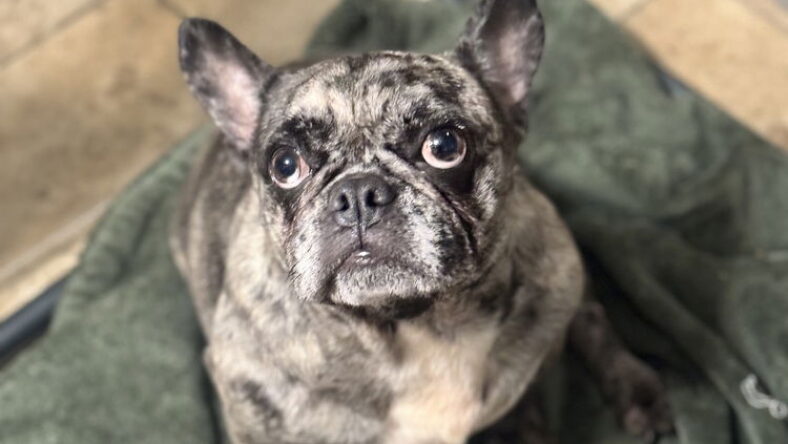 Missy