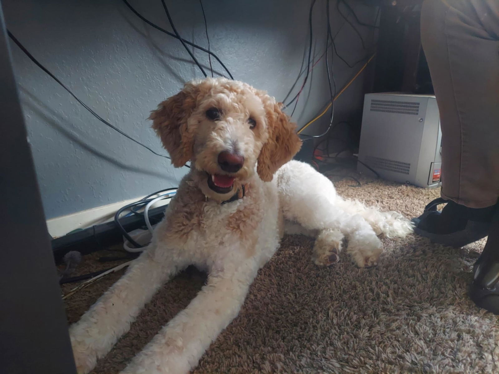 Daisy