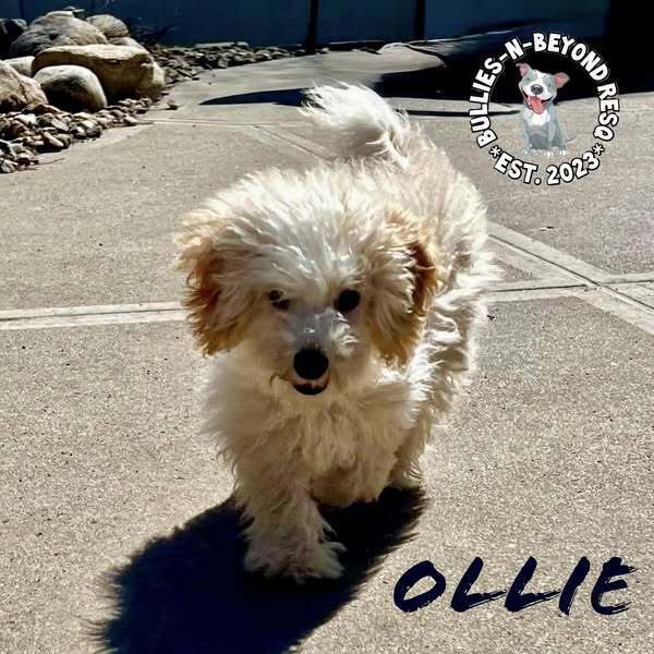 Ollie