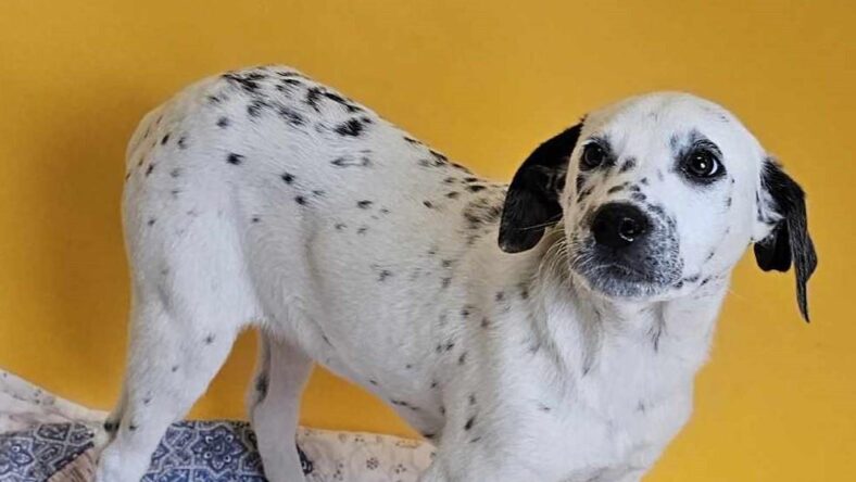 Found stray: Moon
