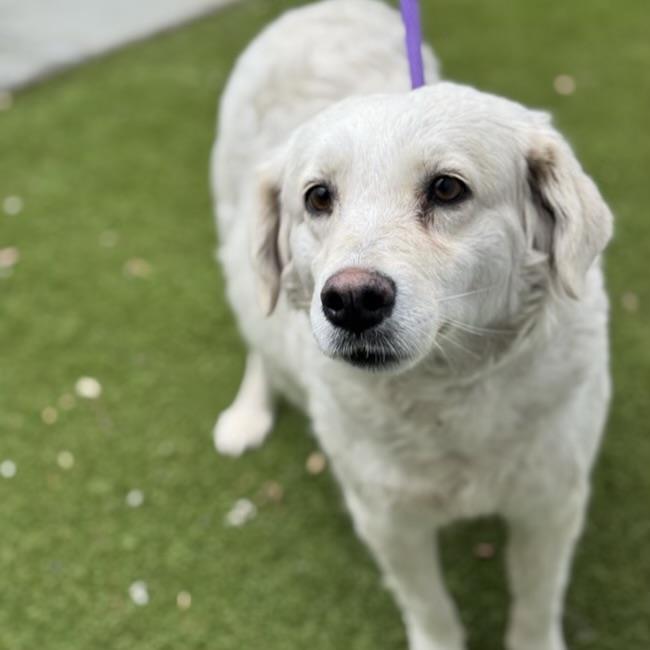 Jasmine - Adoption In Process
