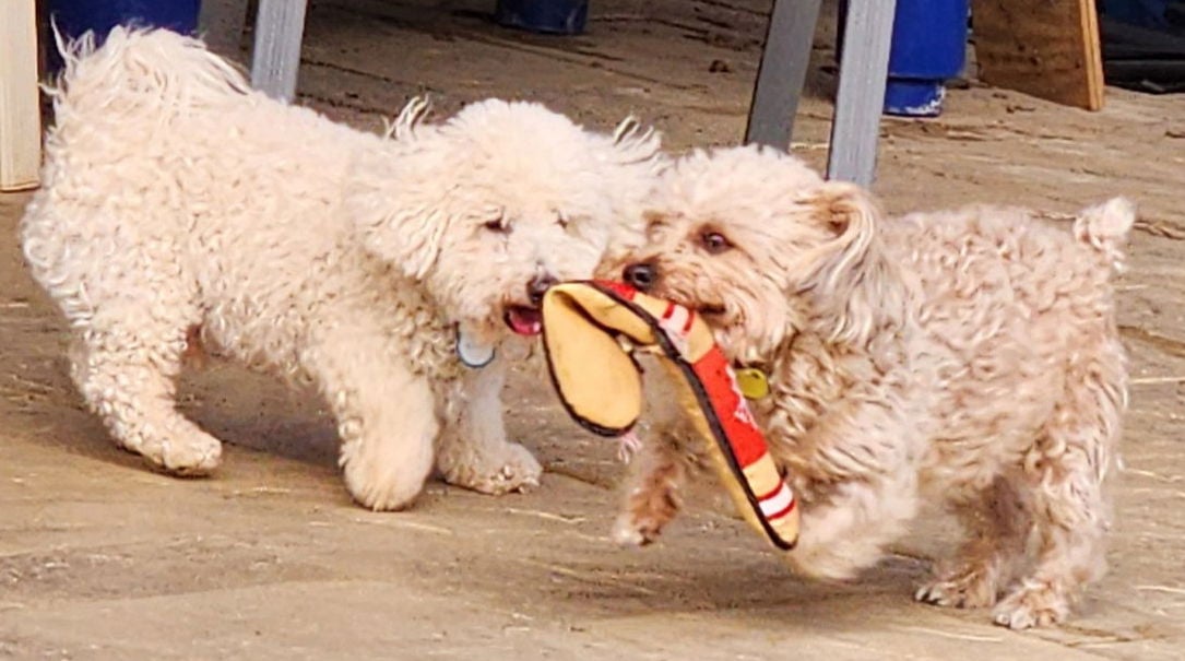 Moses and Wadud - bonded pair