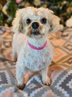 Josie