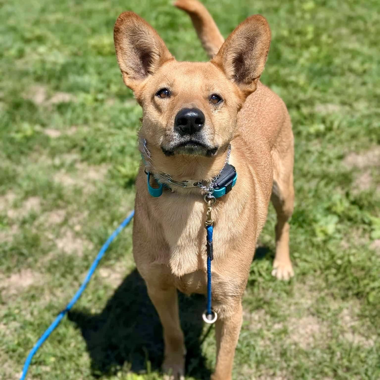 Toby