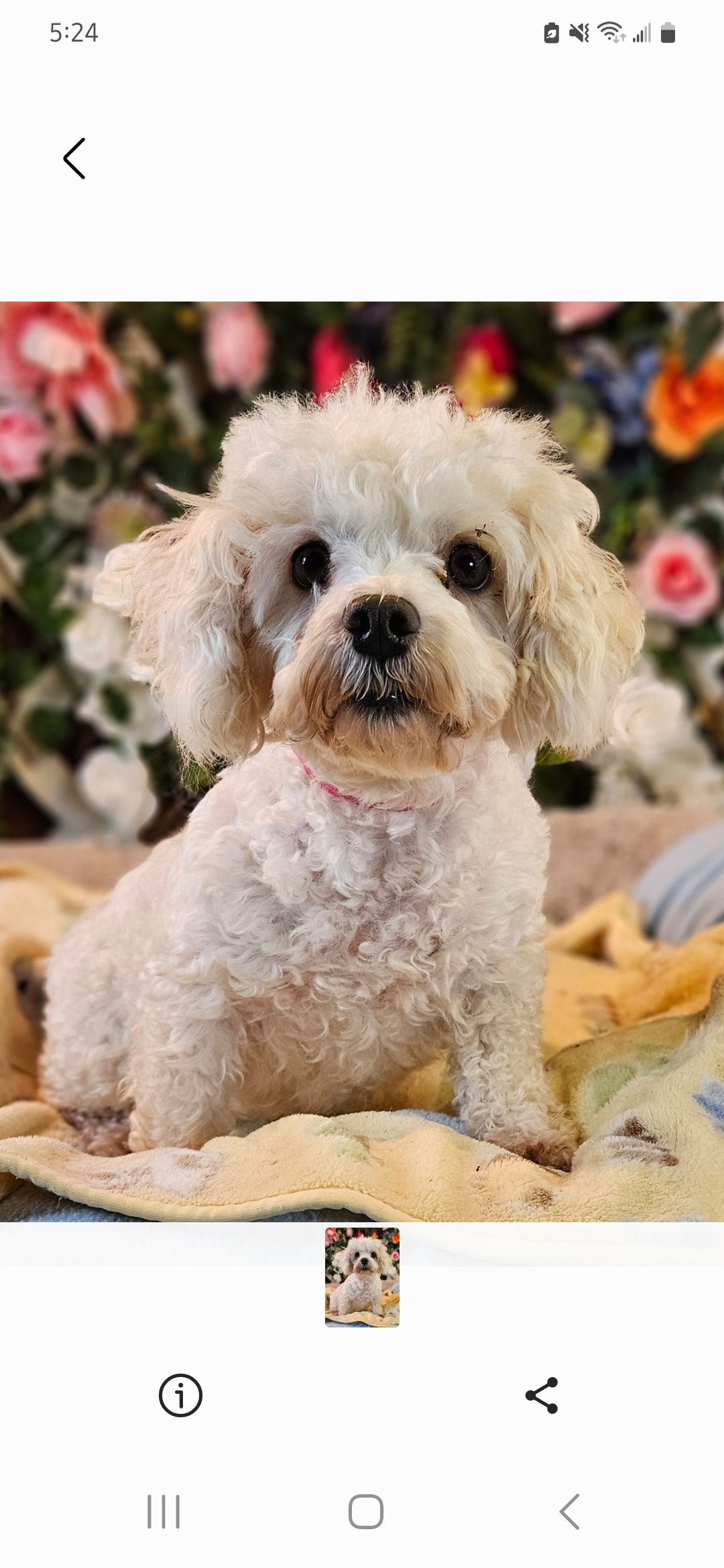 Josie