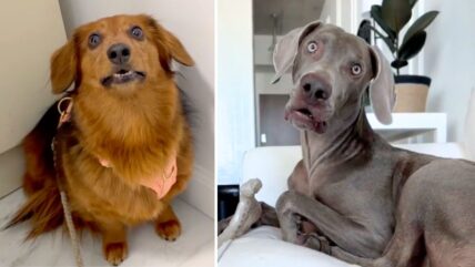 Dogs React to Finding Out They’re Adopted—Their Faces Say It All!