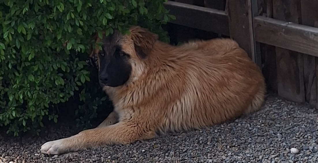 "Shyla" Anatolian Shepherd Pup (currentyly Fostering)