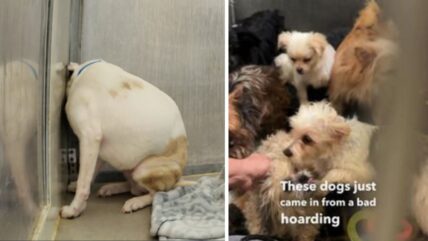 Rescue Gone Wrong: When “Saving” Animals Becomes Hoarding