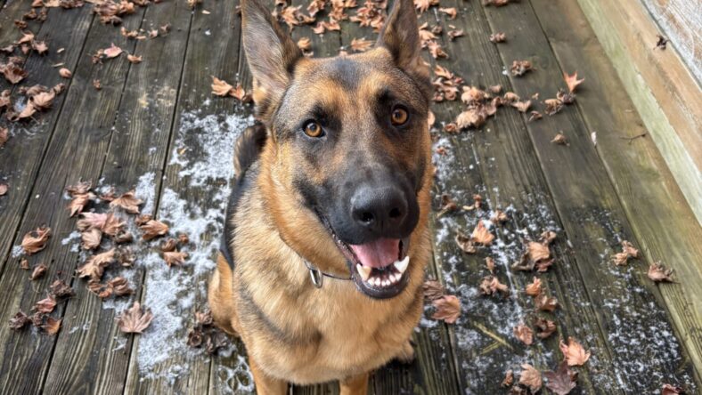 Lulu is in desperate need of a home