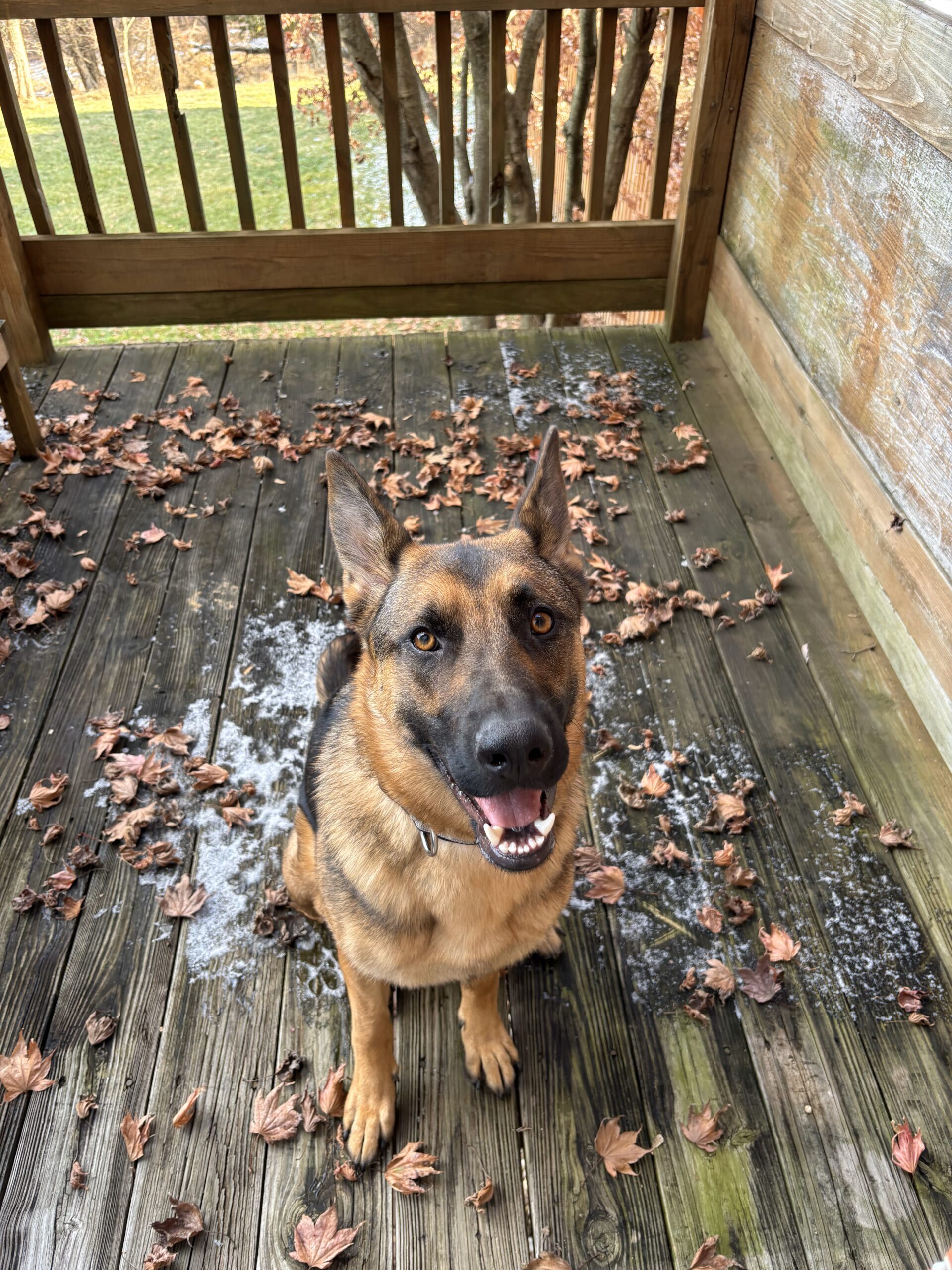 Lulu is in desperate need of a home