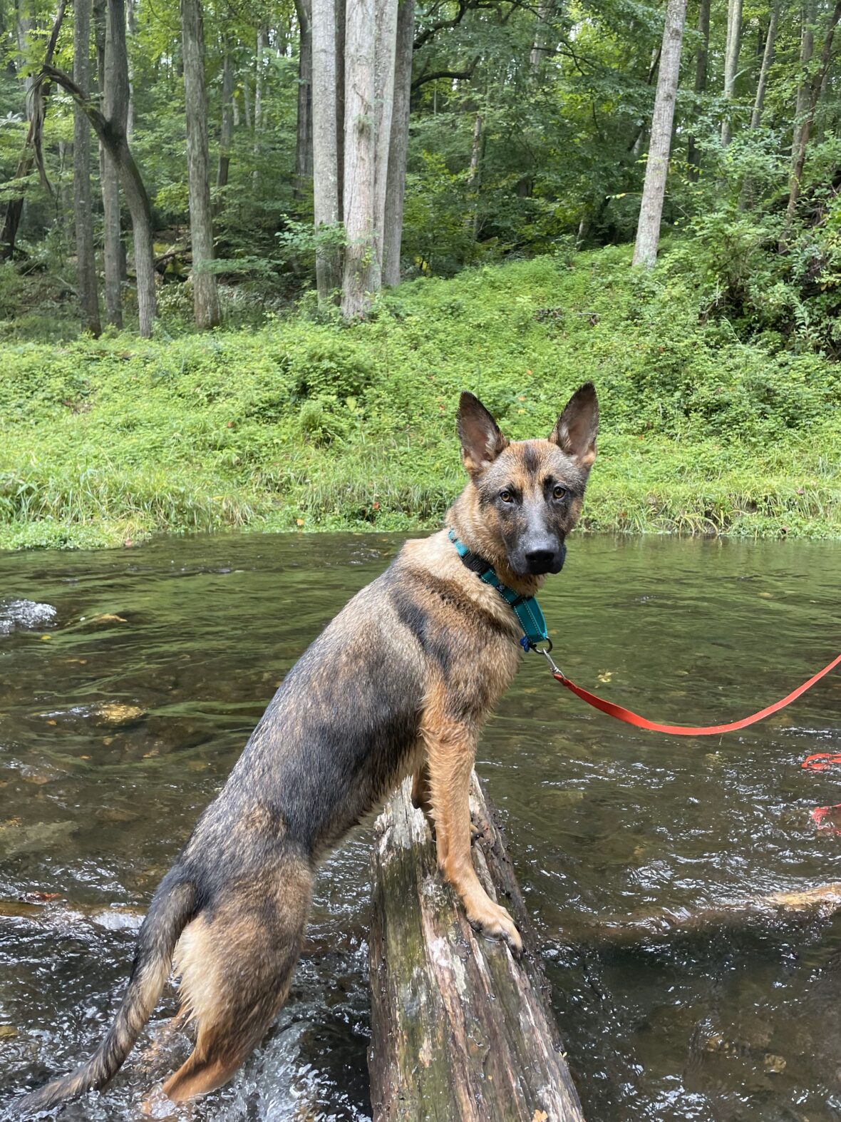 Lulu is in desperate need of a home