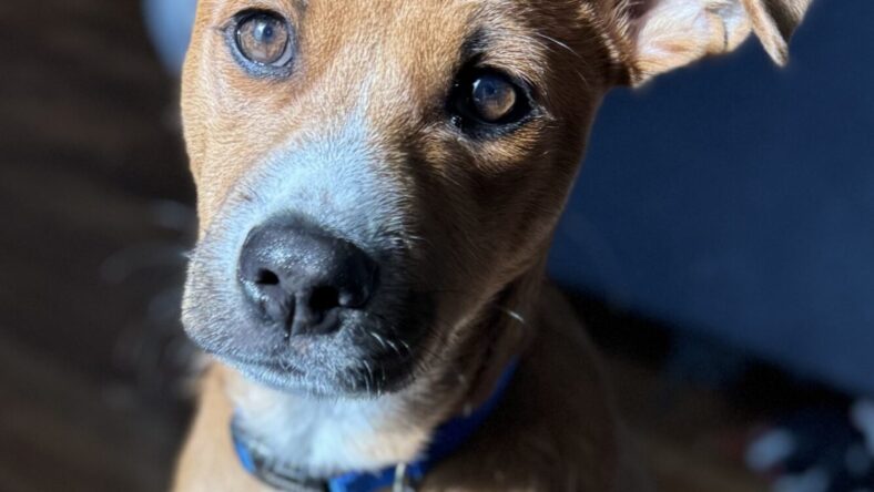 Jared-Six Month old Boxer Mix