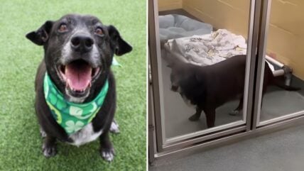 Senior Dog Melts Hearts on TV—But Not a Single Adoption Application Came In