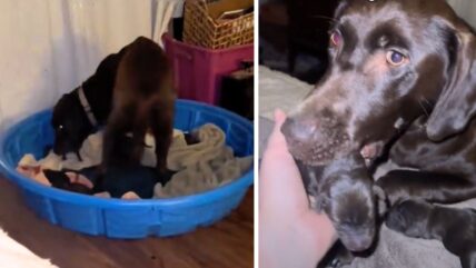 Watch As Overwhelmed Mama Dog Carries 14 Newborn Puppies to Owner’s Bed in the Sweetest Cry for Help