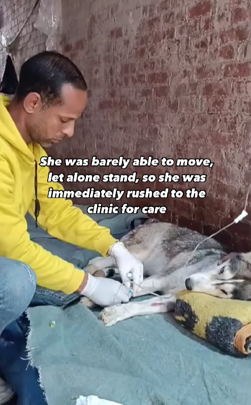 Abandoned and Severely Injured, This Husky Is Now Fighting for a Second Chance