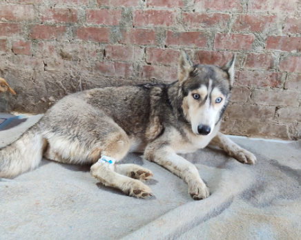 Abandoned and Severely Injured, This Husky Is Now Fighting for a Second Chance