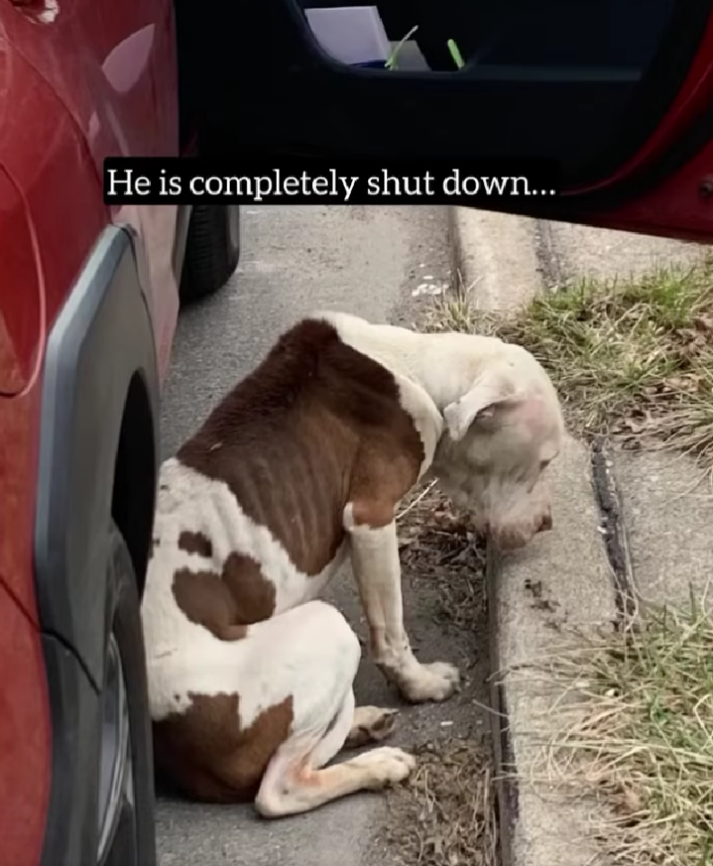 Emaciated Dog Was Eating Roadkill To Survive — Then He Did Something That Broke Rescuers’ Hearts