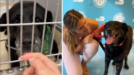 No One Wanted This 12-Year-Old Dog—Until One Woman Changed Everything