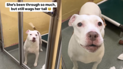 Unwanted By Her Previous Family, This Heartbroken Dog Still Never Stops Wagging Her Tail